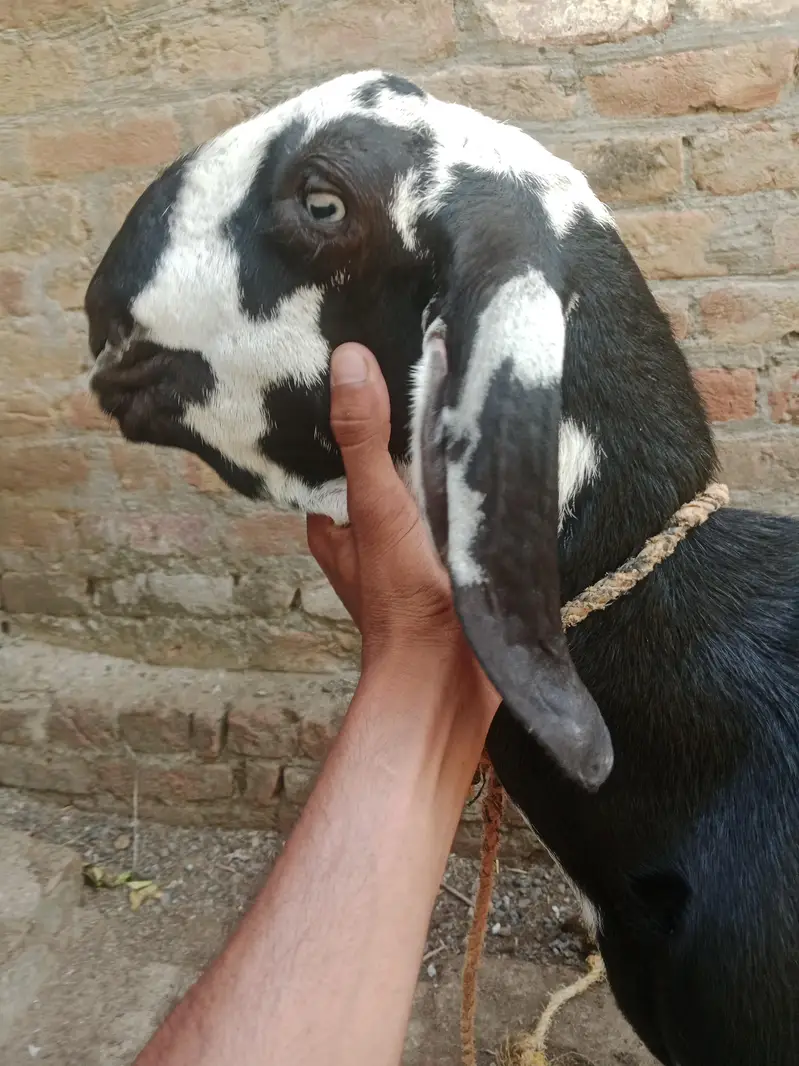 drogha plus desi beetal nasal ka cross bakra kala daba tota face male — photo 2