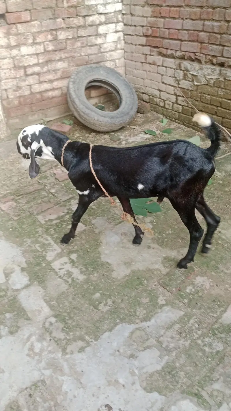 drogha plus desi beetal nasal ka cross bakra kala daba tota face male — photo 3