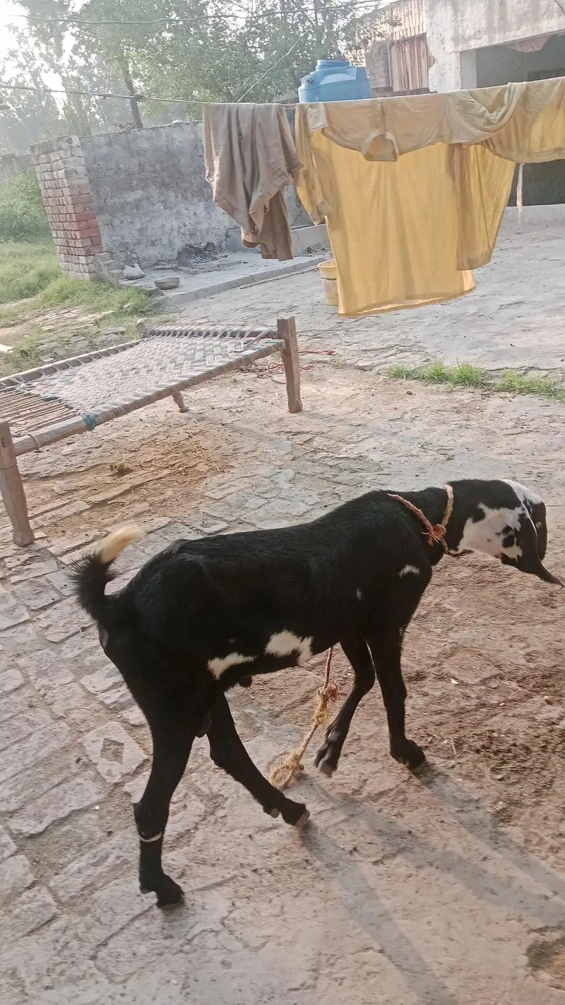drogha plus desi beetal nasal ka cross bakra kala daba tota face male — photo 4