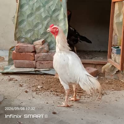 Heera Aseel with Shamoo Cross Female