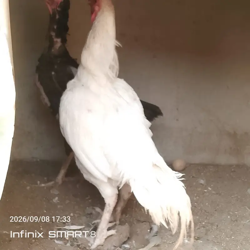 Heera Aseel with Shamoo Cross Female — photo 2