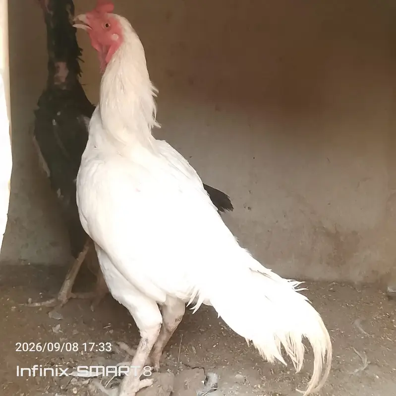Heera Aseel with Shamoo Cross Female — photo 3