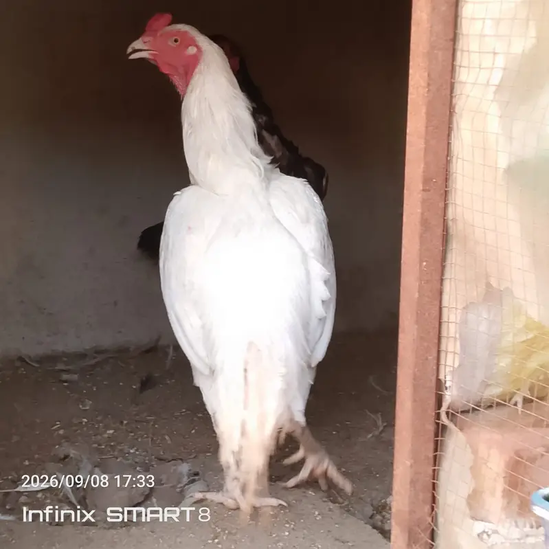 Heera Aseel with Shamoo Cross Female — photo 4