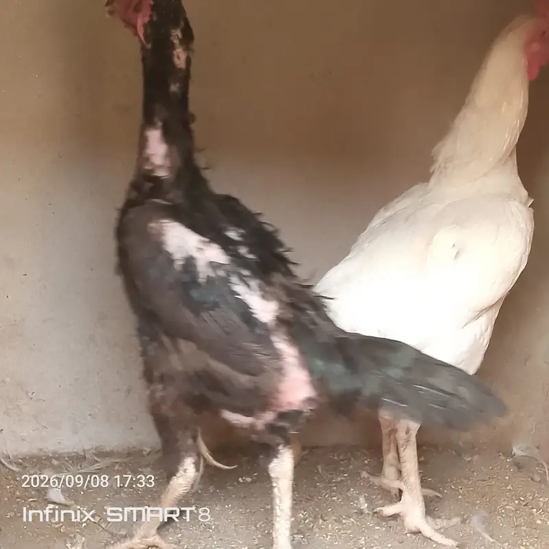 Heera Aseel with Shamoo Cross Female — photo 5
