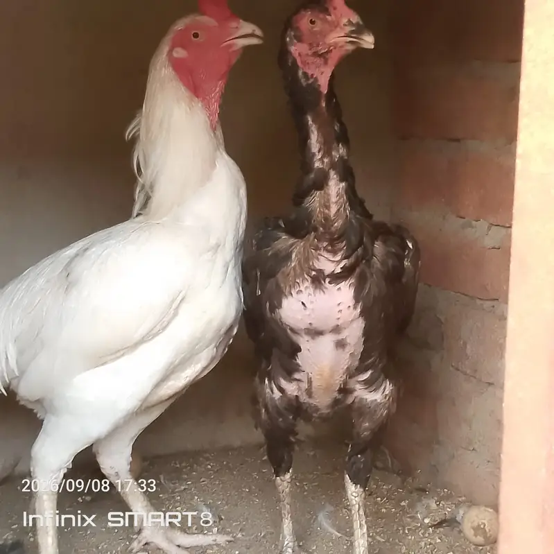 Heera Aseel with Shamoo Cross Female — photo 6