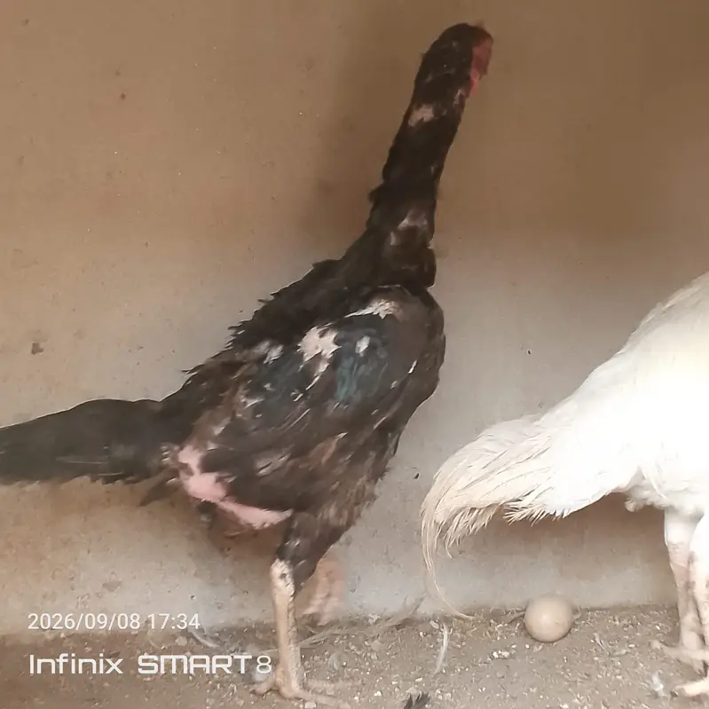 Heera Aseel with Shamoo Cross Female — photo 7