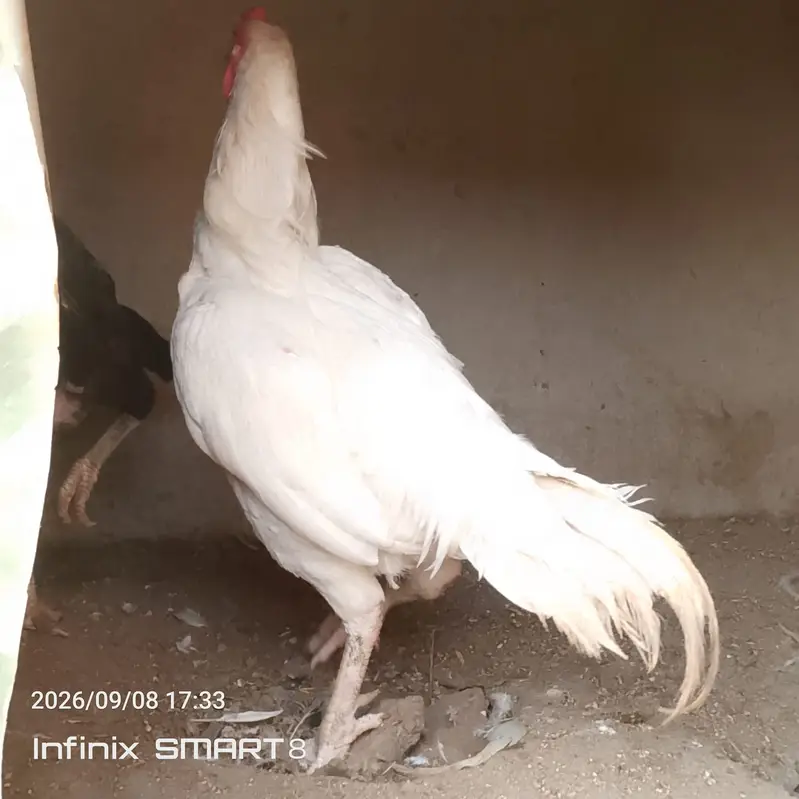 Heera Aseel with Shamoo Cross Female — photo 8