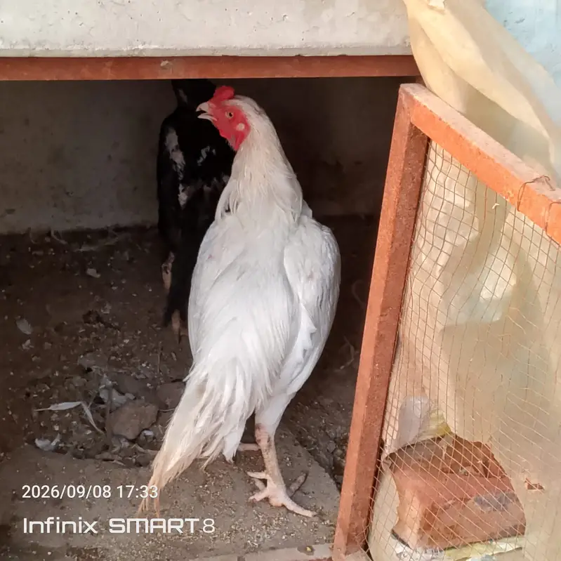 Heera Aseel with Shamoo Cross Female — photo 9