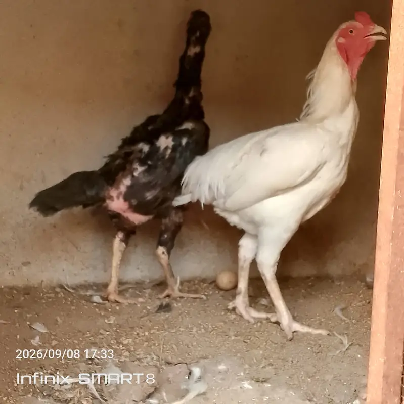 Heera Aseel with Shamoo Cross Female — photo 10