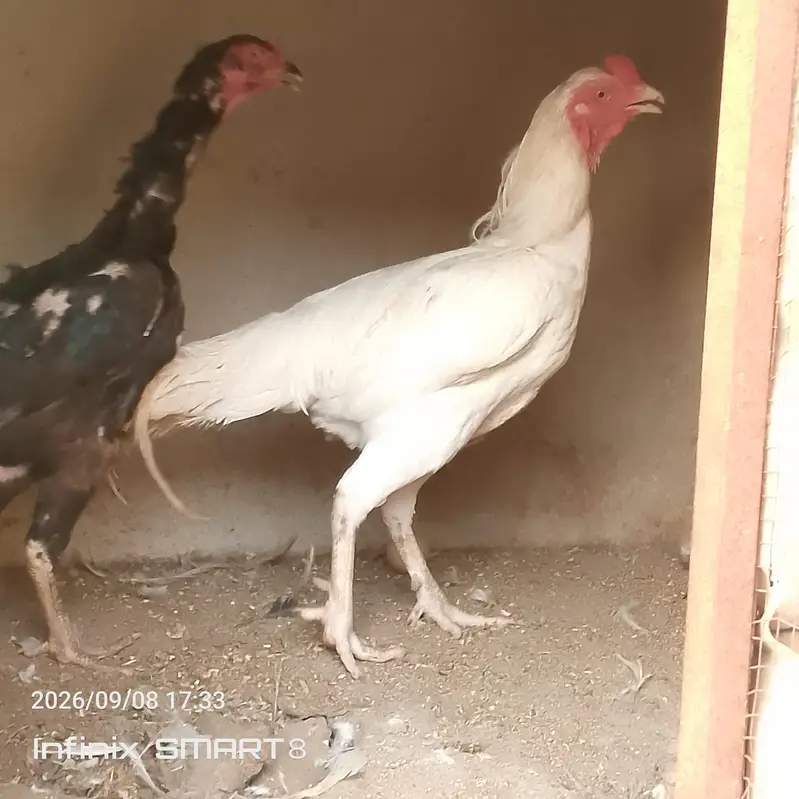 Heera Aseel with Shamoo Cross Female — photo 12