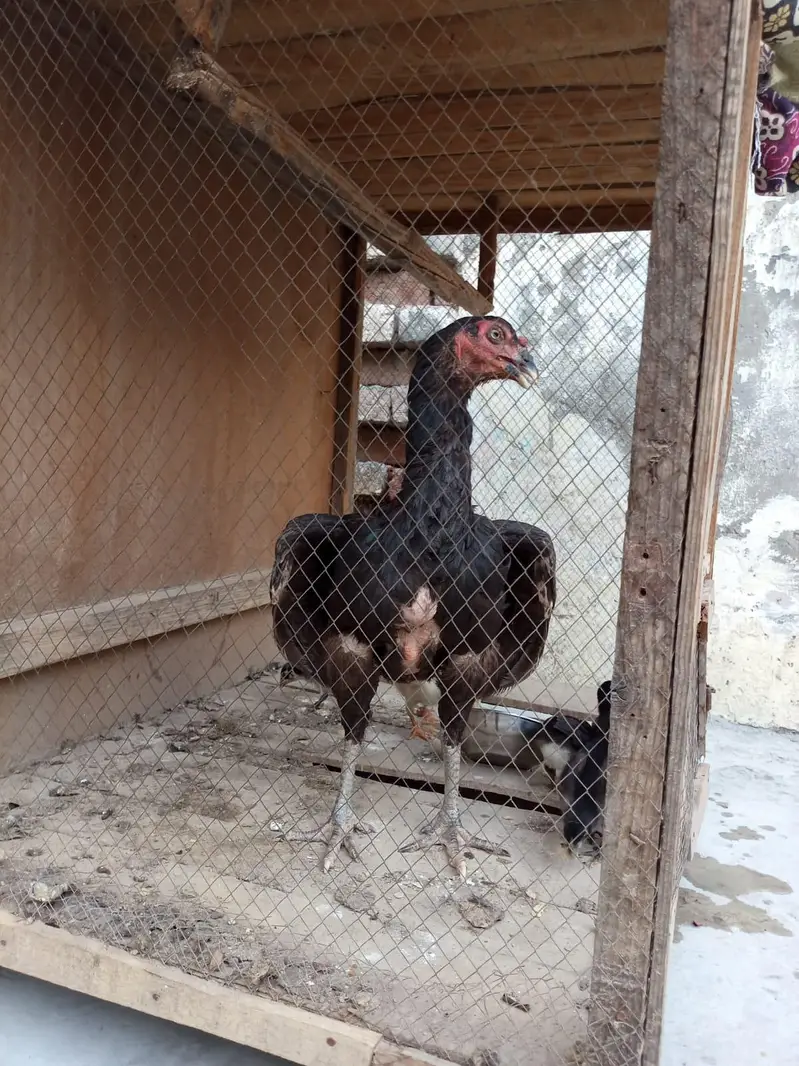 murgi +5 child — photo 4