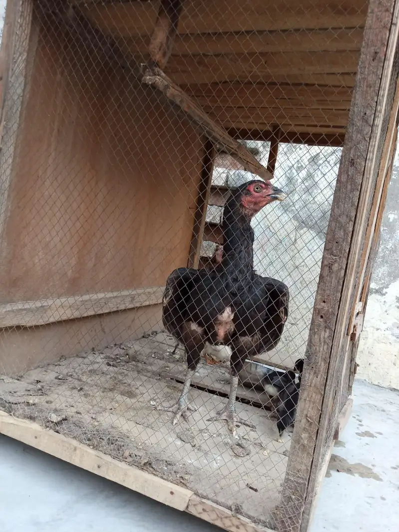 murgi +5 child — photo 5