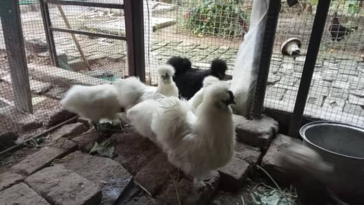 white silky