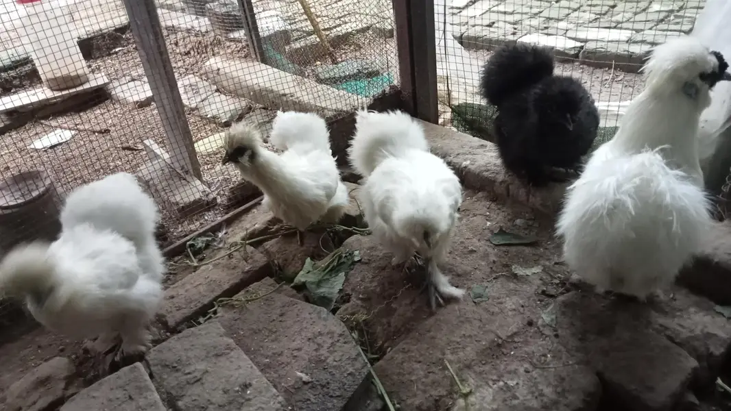 white silky — photo 8