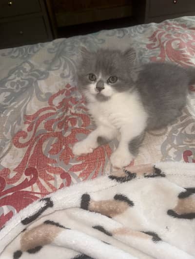 Kittens