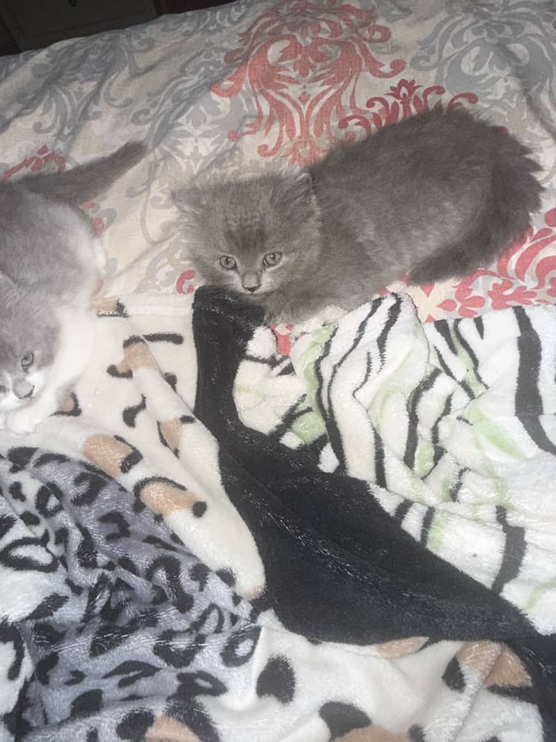 Kittens 1