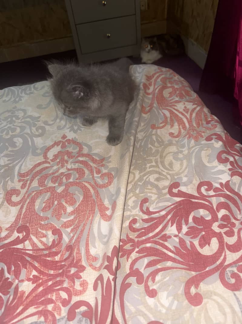 Kittens 2