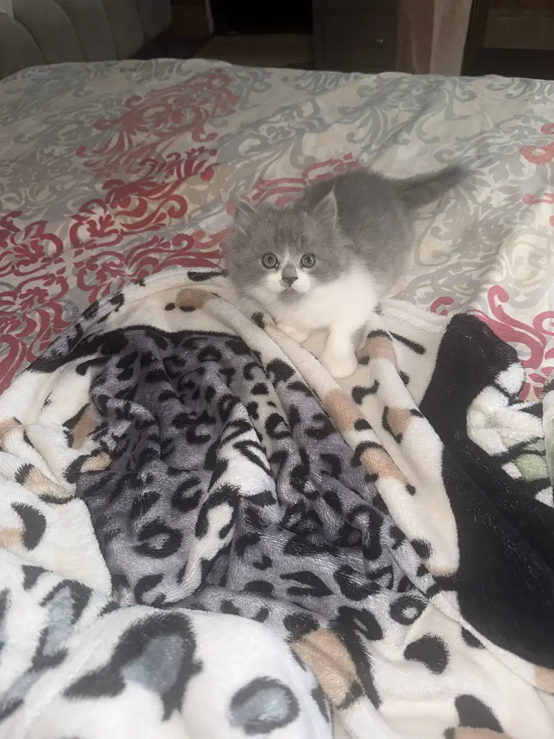 Kittens — photo 4