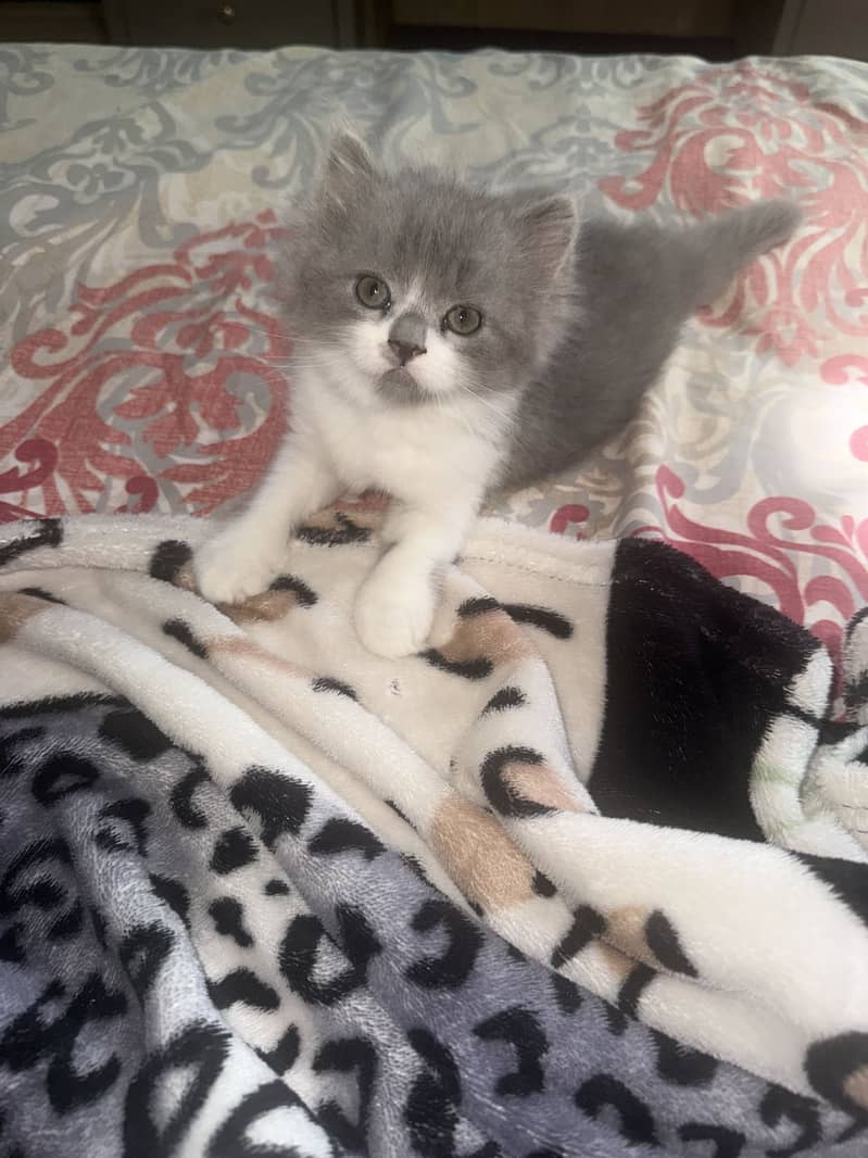 Kittens 6