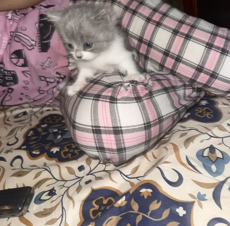 Kittens — photo 8