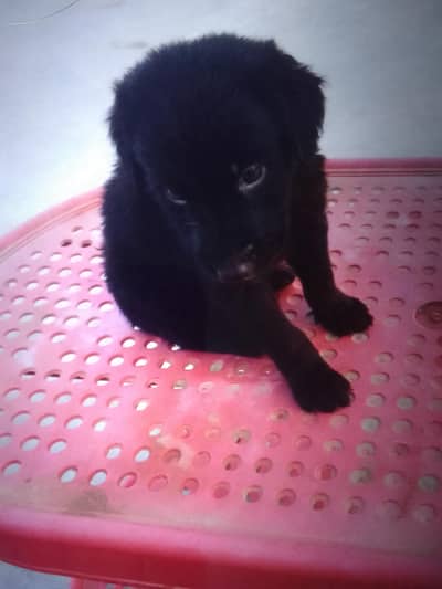 labra and golden retriever crossed puppy
