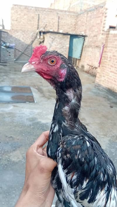 main wali aseel pure  for sale