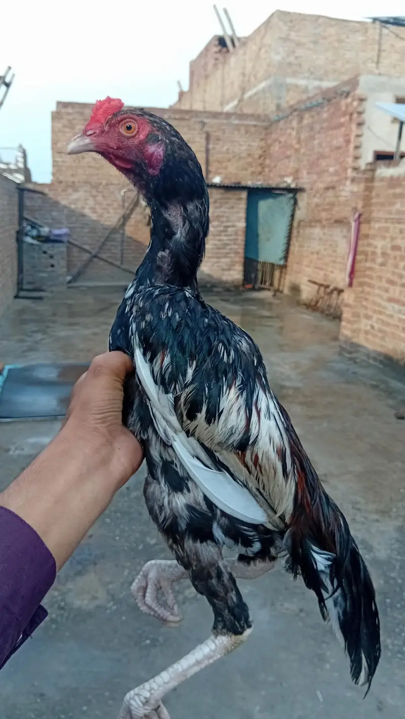 main wali aseel pure  for sale — photo 2