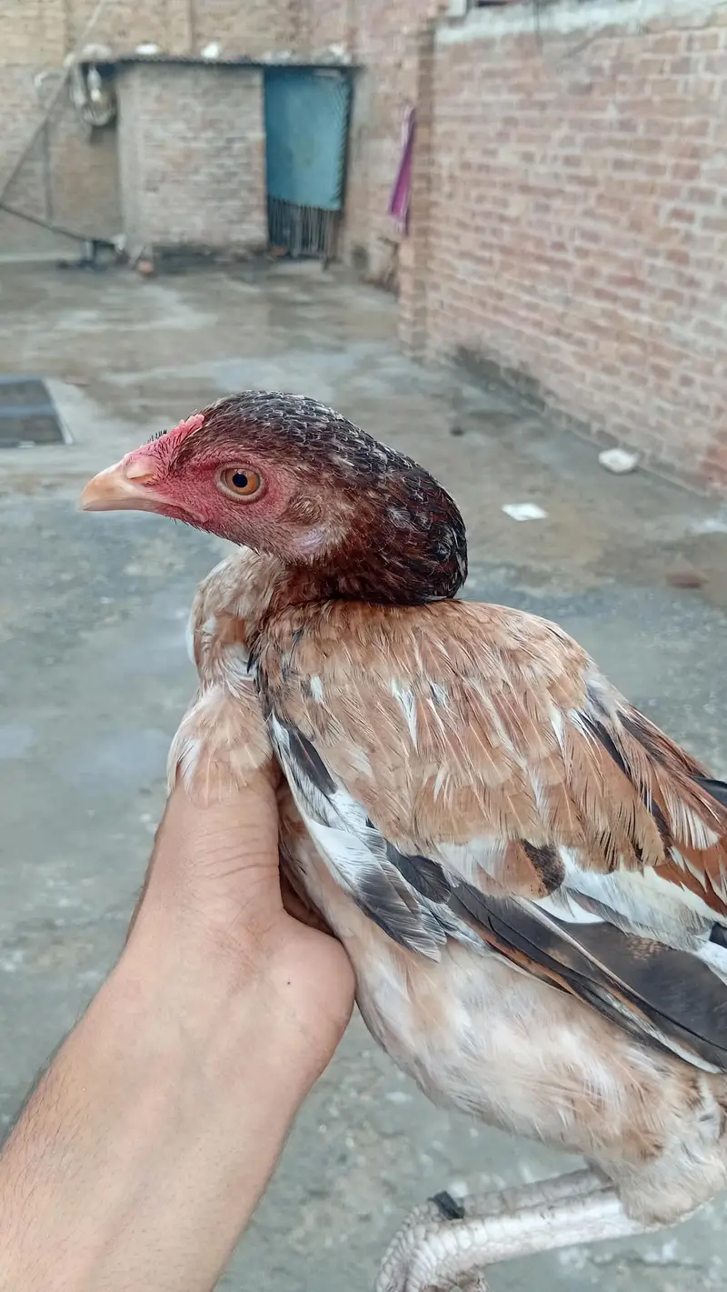 main wali aseel pure  for sale — photo 4