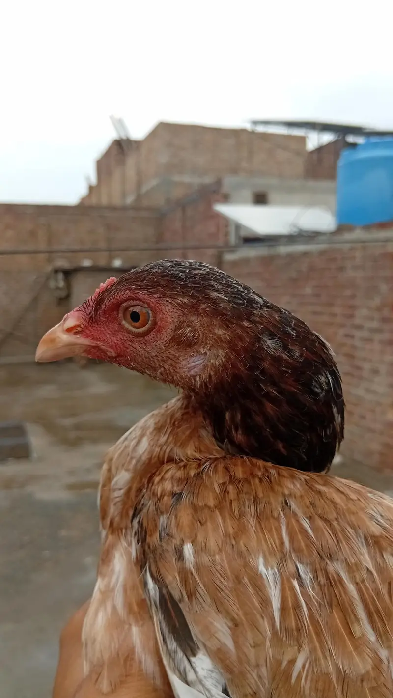 main wali aseel pure  for sale — photo 5