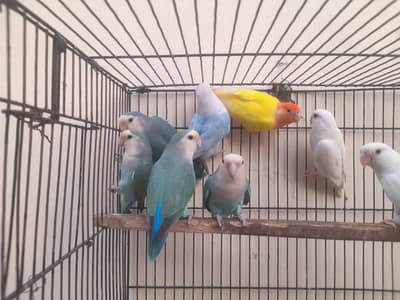 Rossicoli Lovebirds Pairs