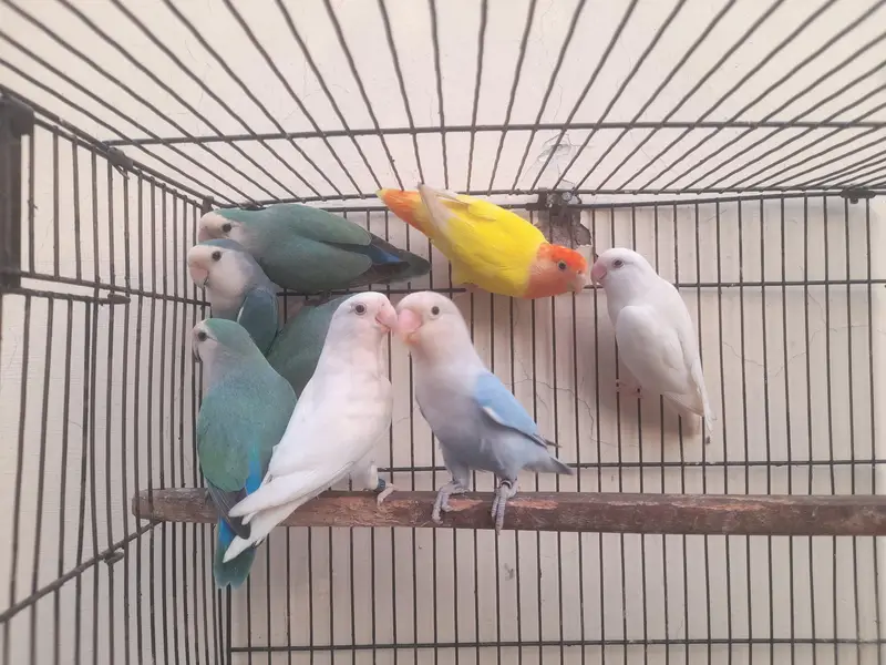 Rossicoli Lovebirds Pairs — photo 2