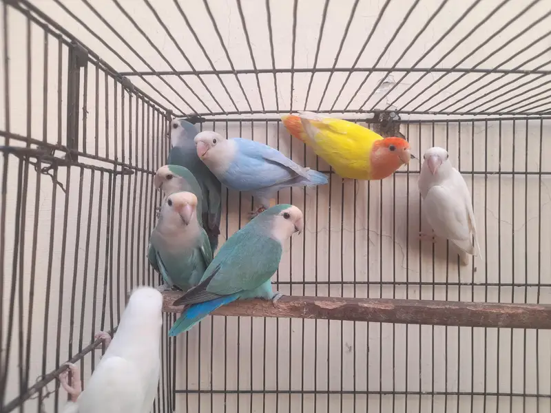 Rossicoli Lovebirds Pairs — photo 3