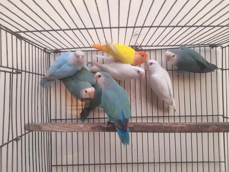 Rossicoli Lovebirds Pairs — photo 4