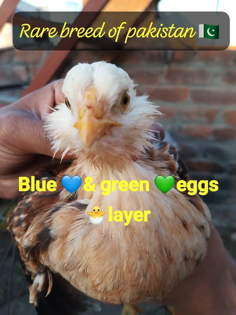 Fancy chickens _ Ameraucana blue & Green eggs laying breed chiks sale — photo 10