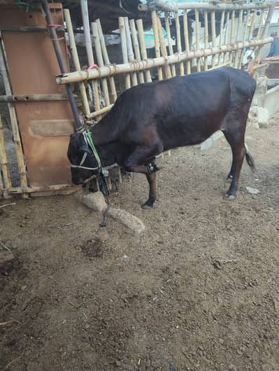 Friesian Bachri