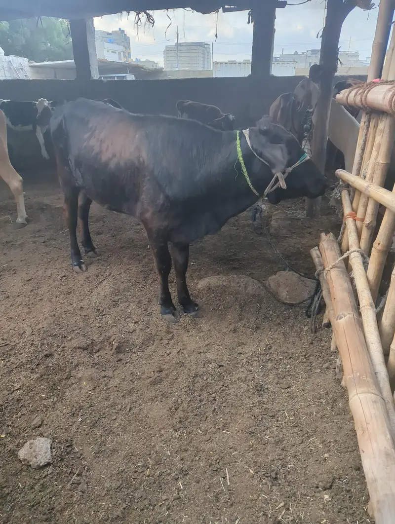 Friesian Bachri — photo 2