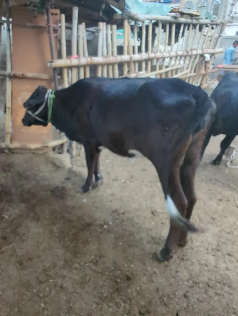 Friesian Bachri — photo 3
