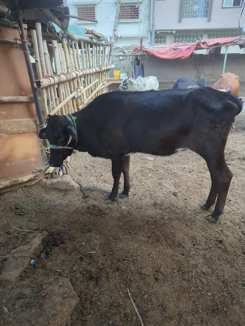 Friesian Bachri — photo 4