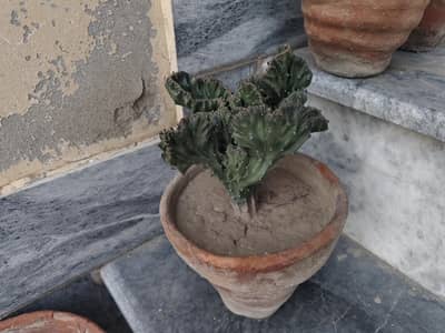 Euphorbia Lactea (Brain cactus)