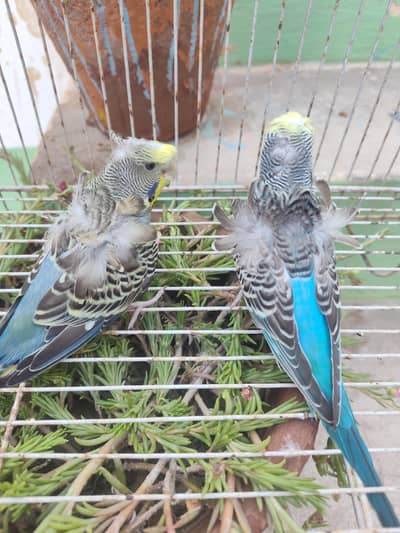 Beautiful Hogoromo Budgies Pair  | Healthy & Active Pair