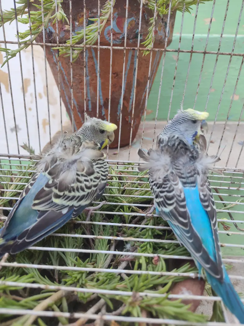 Beautiful Hogoromo Budgies Pair  | Healthy & Active Pair — photo 2