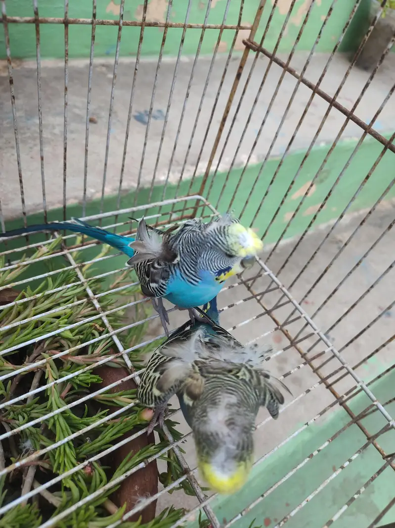Beautiful Hogoromo Budgies Pair  | Healthy & Active Pair — photo 3