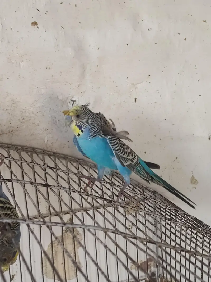 Beautiful Hogoromo Budgies Pair  | Healthy & Active Pair — photo 4
