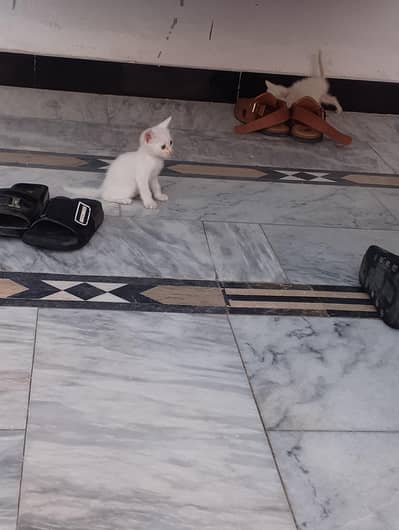 * Double coat persion cat baby available for sale serious buyer