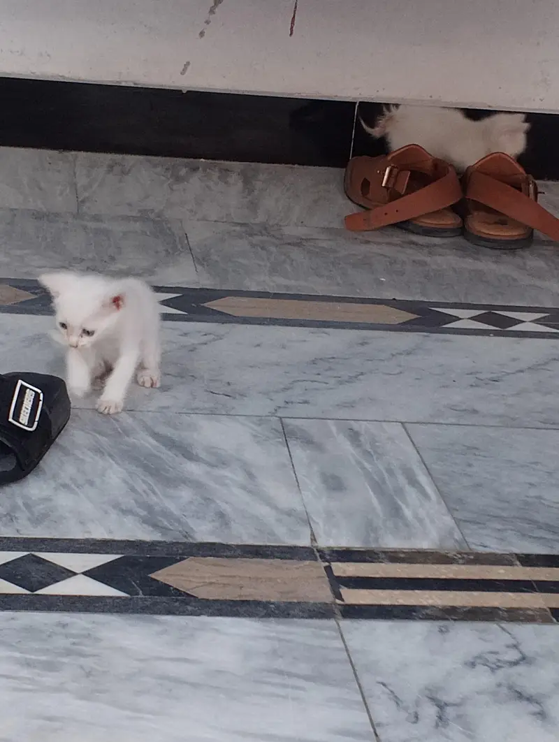 * Double coat persion cat baby available for sale serious buyer — photo 2