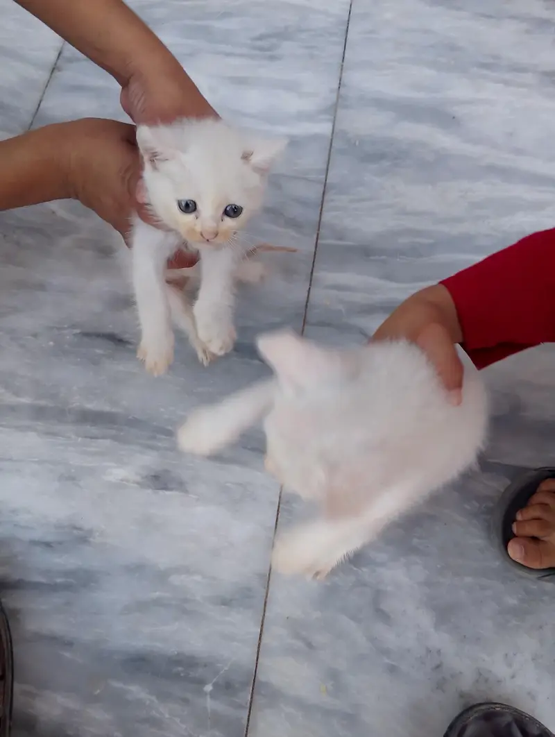 * Double coat persion cat baby available for sale serious buyer — photo 3