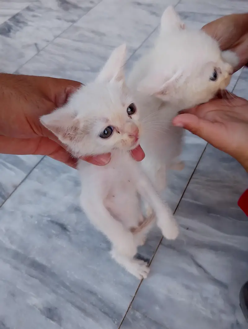 * Double coat persion cat baby available for sale serious buyer — photo 4