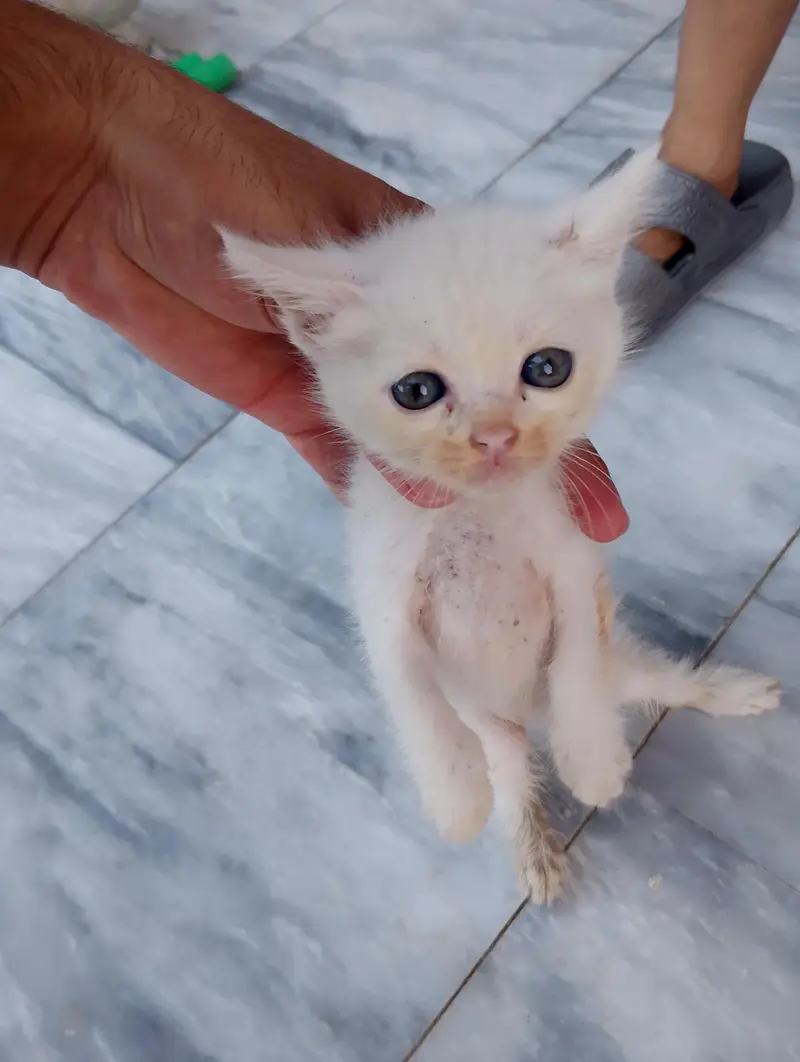 * Double coat persion cat baby available for sale serious buyer — photo 5