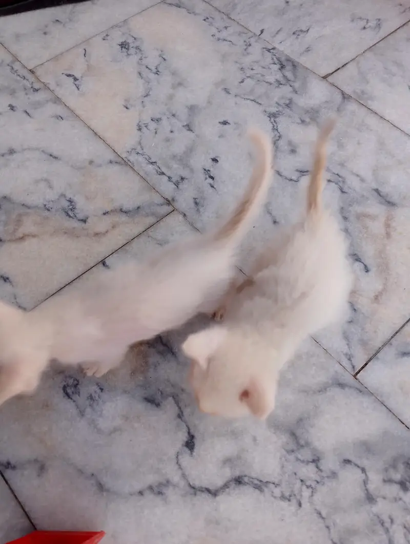 * Double coat persion cat baby available for sale serious buyer — photo 6