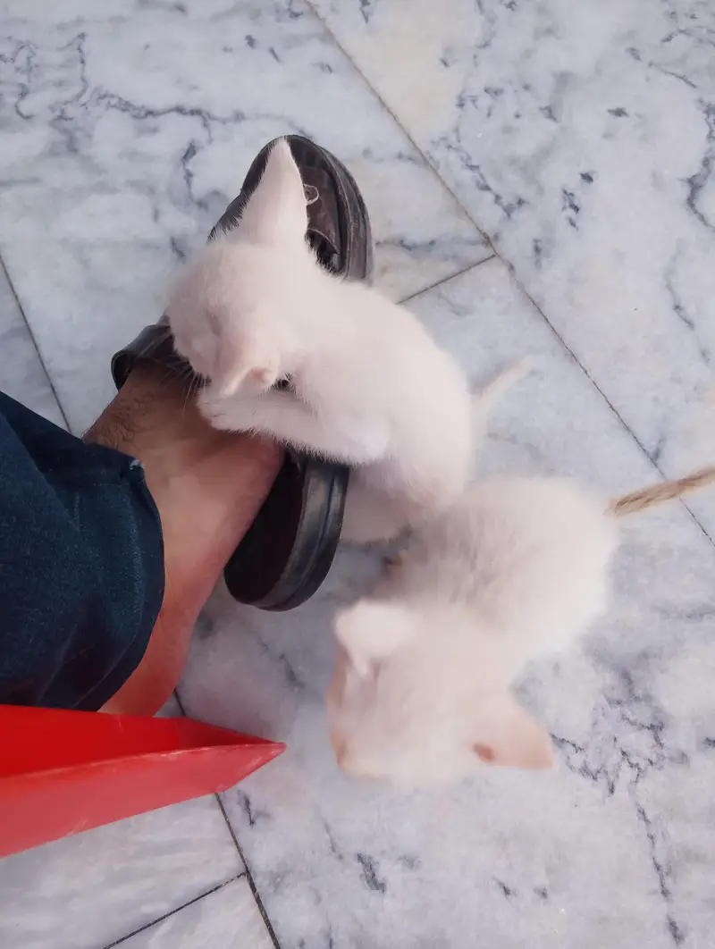 * Double coat persion cat baby available for sale serious buyer — photo 7